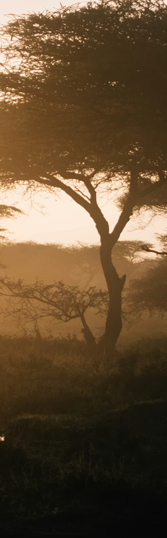 AMAZONIAN MUSIC WEEKEND  27th, 28th & 29th March 2026