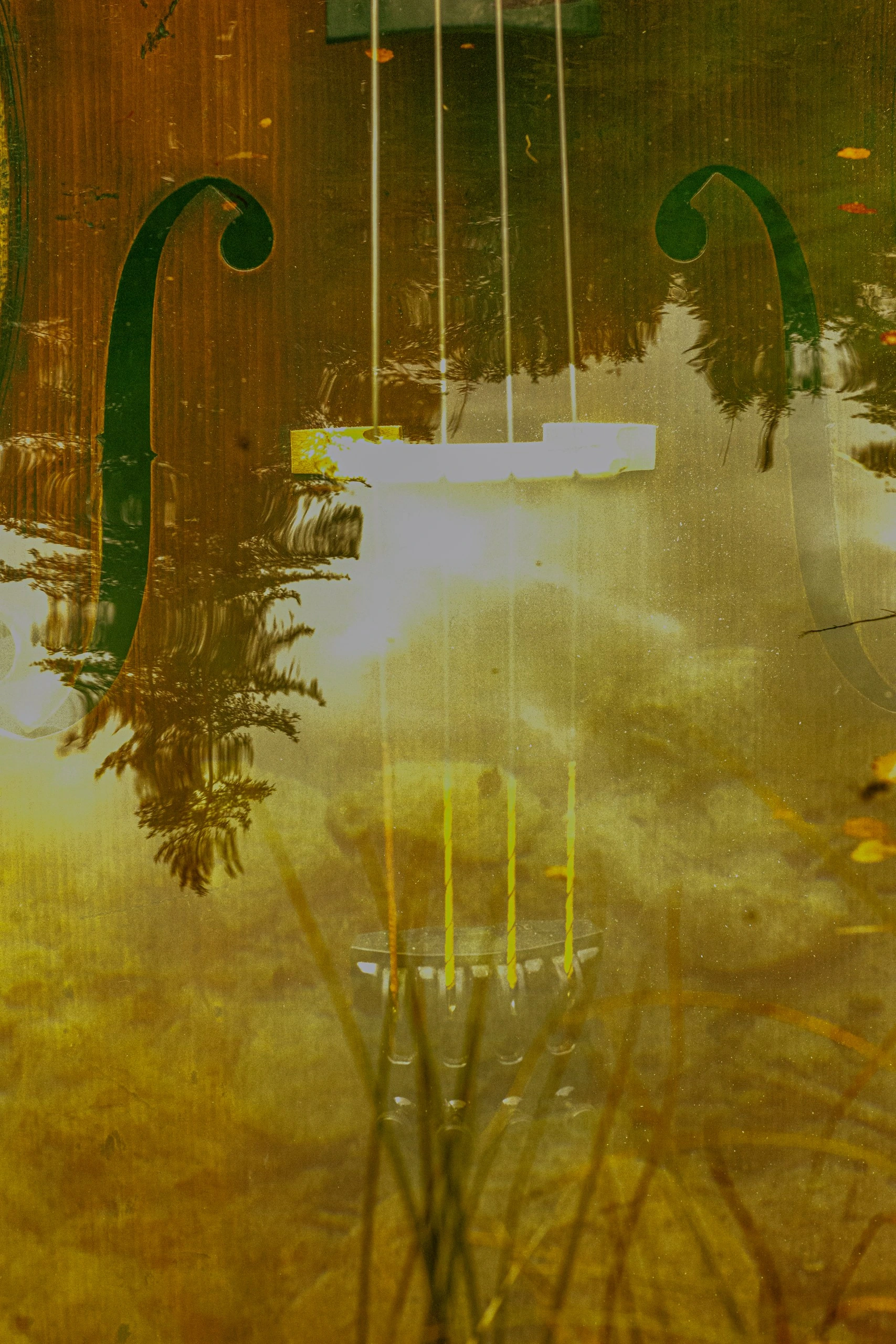 Амазонские музыкальные круги